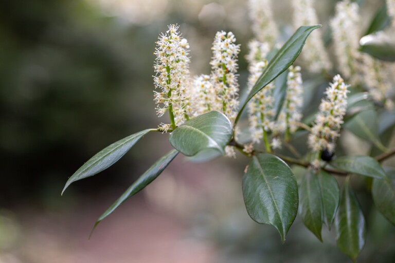 Hay fever image